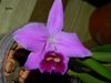 Laelia pumila (selected х selected) (Bela-Vista)